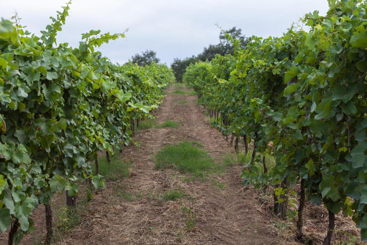 Podere Delle Rose Torre San Severo Eksteriør billede