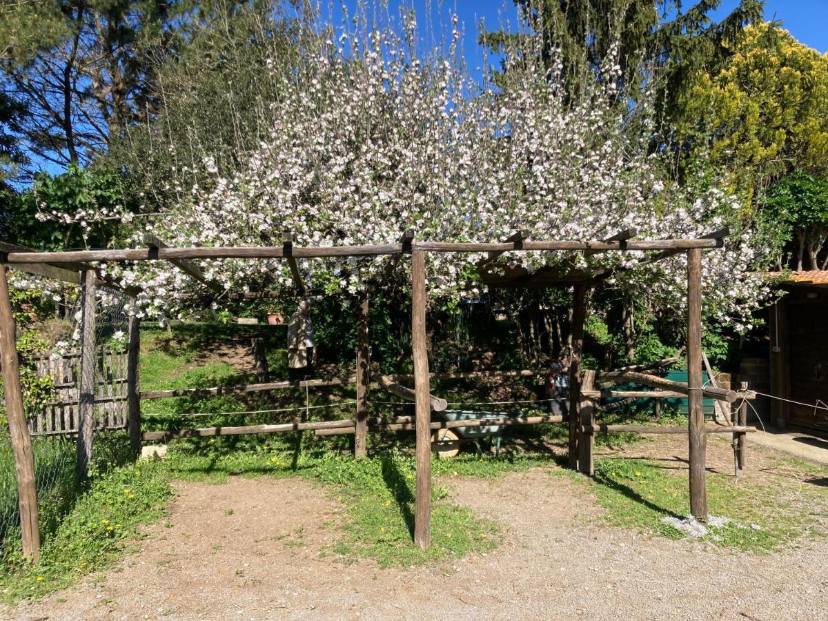 Podere Delle Rose Torre San Severo Eksteriør billede